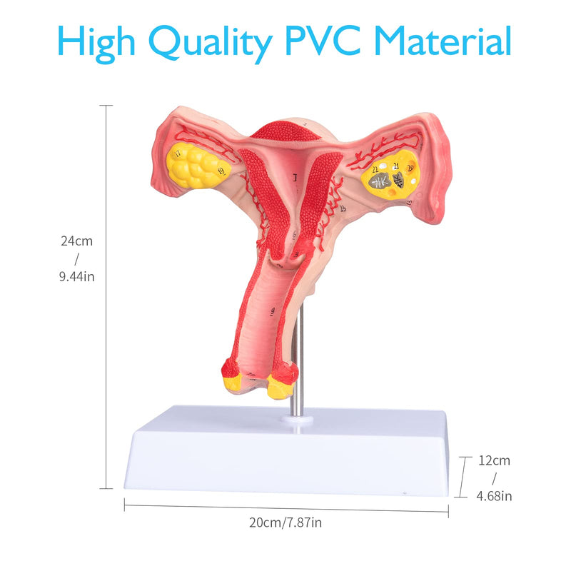 ANNWAN Female Ovary Model - Life Size Human Uterus and Ovary Model Female Reproductive Organ Model for Studying and Communication