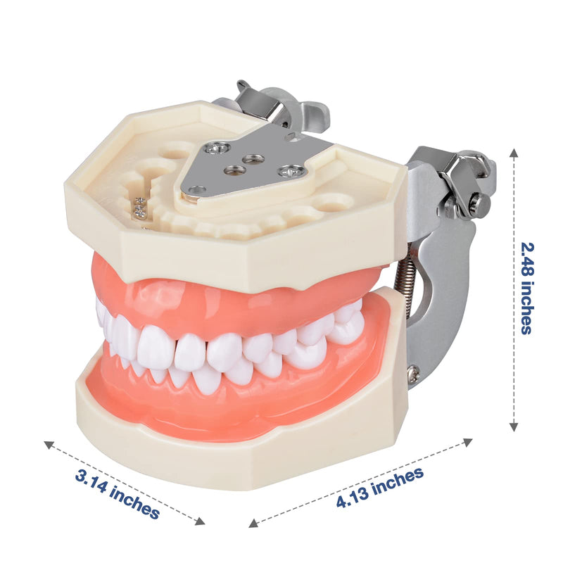 Ultrassist Typodont Teeth Model with 28 Detachable Teeth for Dental Hygiene Students, Suitable for Teaching, Practice and Study, with a Small Screwdriver