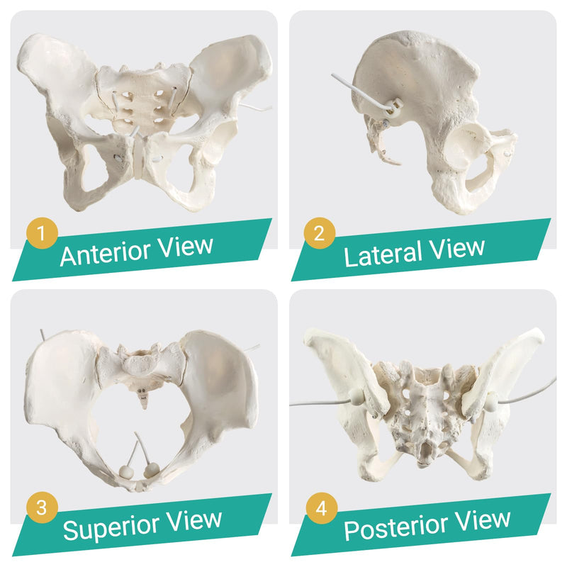 Life-Size Female Pelvis Skeleton Model with Elastic Cords - Anatomically Accurate Medical Anatomy Teaching Tool