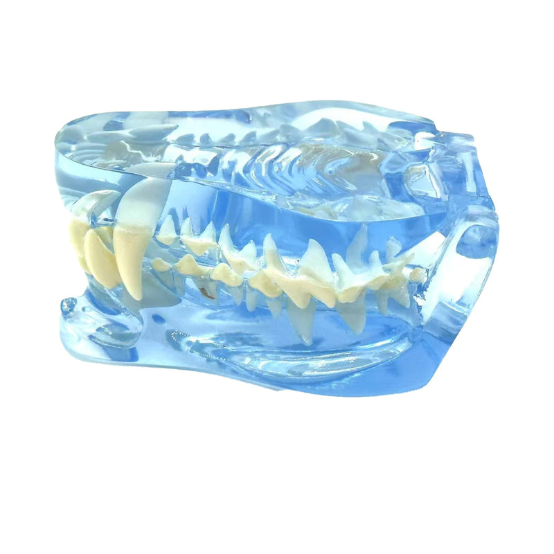 Blue Transparent Canine Feline Dog Cat Tooth Model Veterinary Education Tool for Animal Oral Anatomy Research Demonstration Prop Office Decoration for Vet Clinics, Schools Lab (Dog)