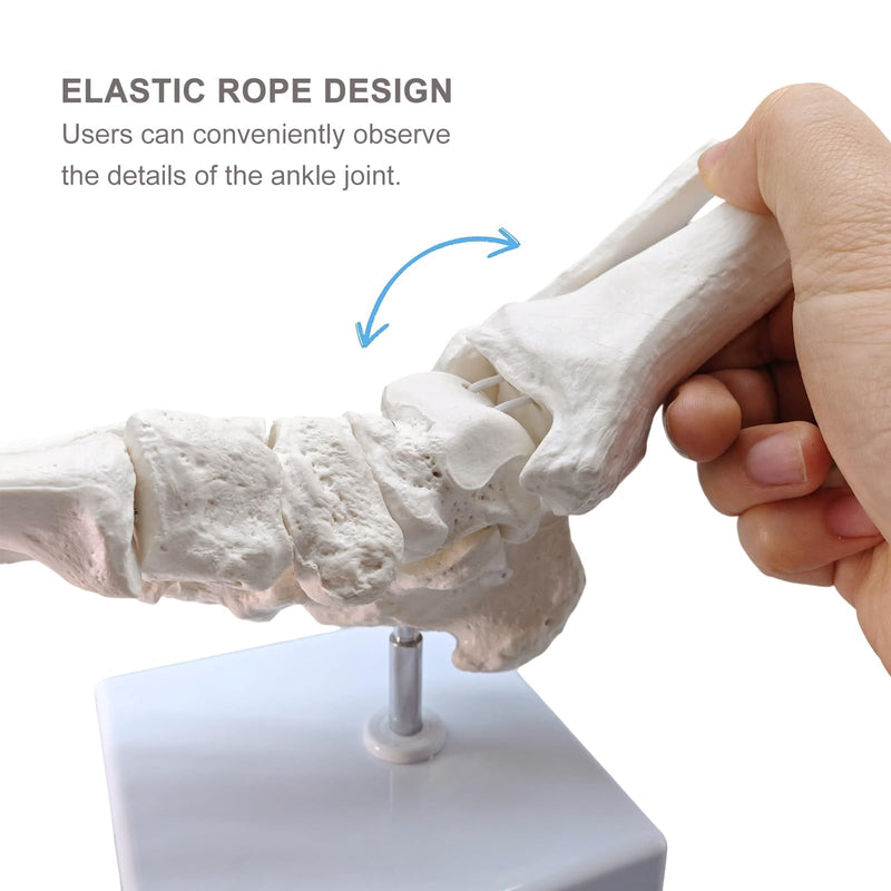 Life-Size Human Foot and Ankle Joint Anatomy Model - Includes Tibia, Fibula, Right Side, Stand, Fully Articulated for Medical and Educational Use