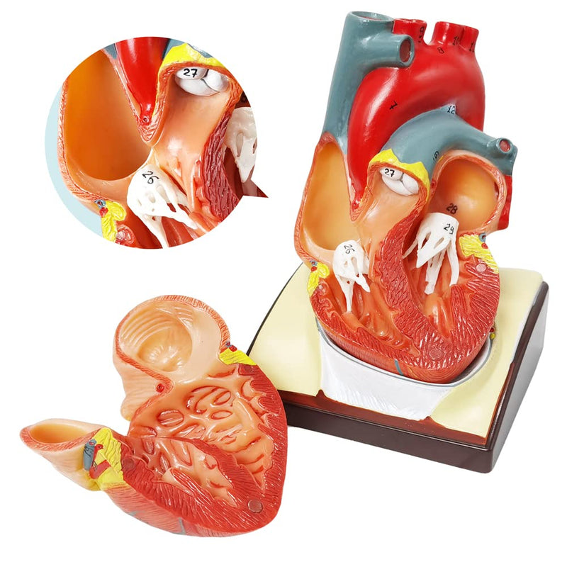 HADWYN Human Heart Model Life Size Medical Heart Model for Anatomy, 2 Part Heart Models Anatomy