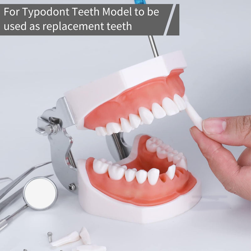 32pcs Removable Teeth Piece for Typodont Teeth Model Compatible with Kilgore Nissin for Teaching, Study