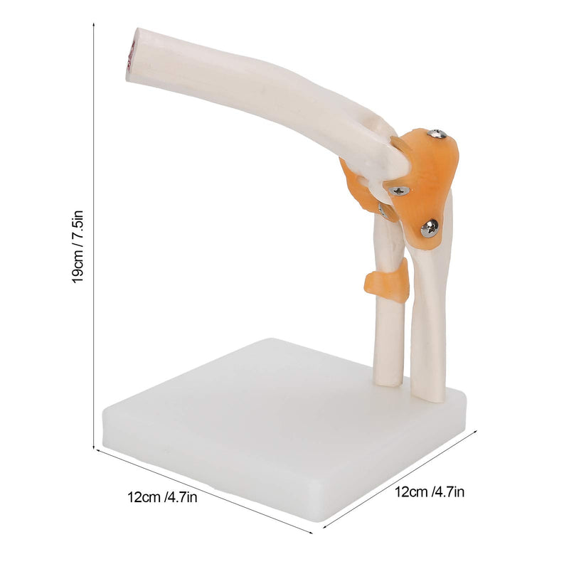 Elbow Joint Model, Elbow Joint Model Life Size Accurate Elbow Skeleton Model Boned Shoulder Joint Model for Study Display Teaching