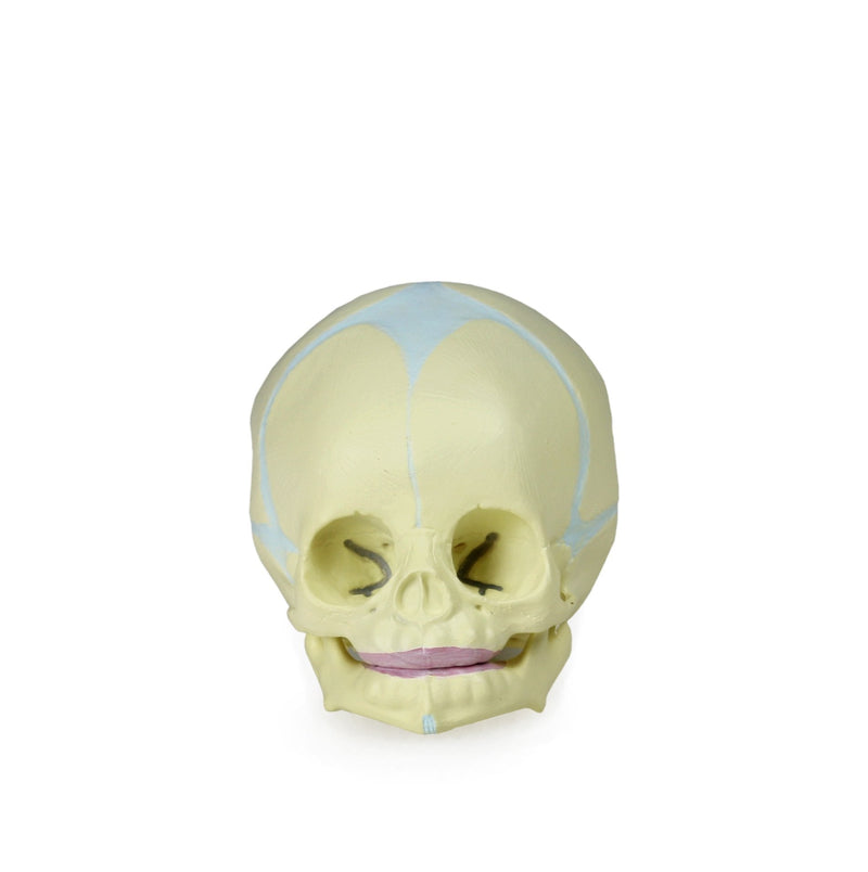 Jackson Global JS00030 Human Fetal Skull Model | Great for Understanding of Fetal Bone Development