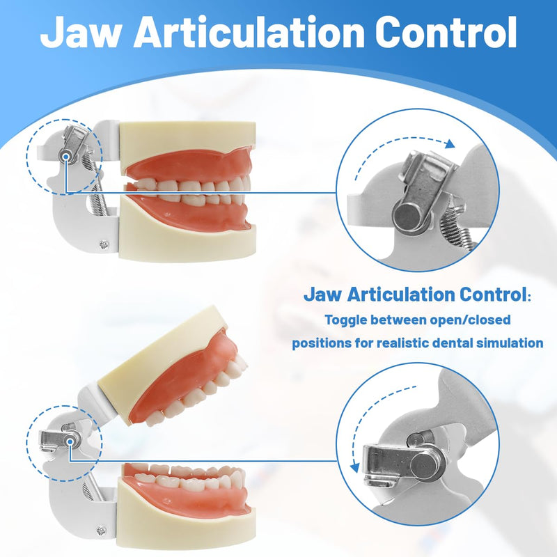 Dental Typodont Model with a Small Screwdriver, Dental Teeth Model with 32 Detachable Teeth for Dental Hygiene Students, Suitable for Teaching, Practice and Study