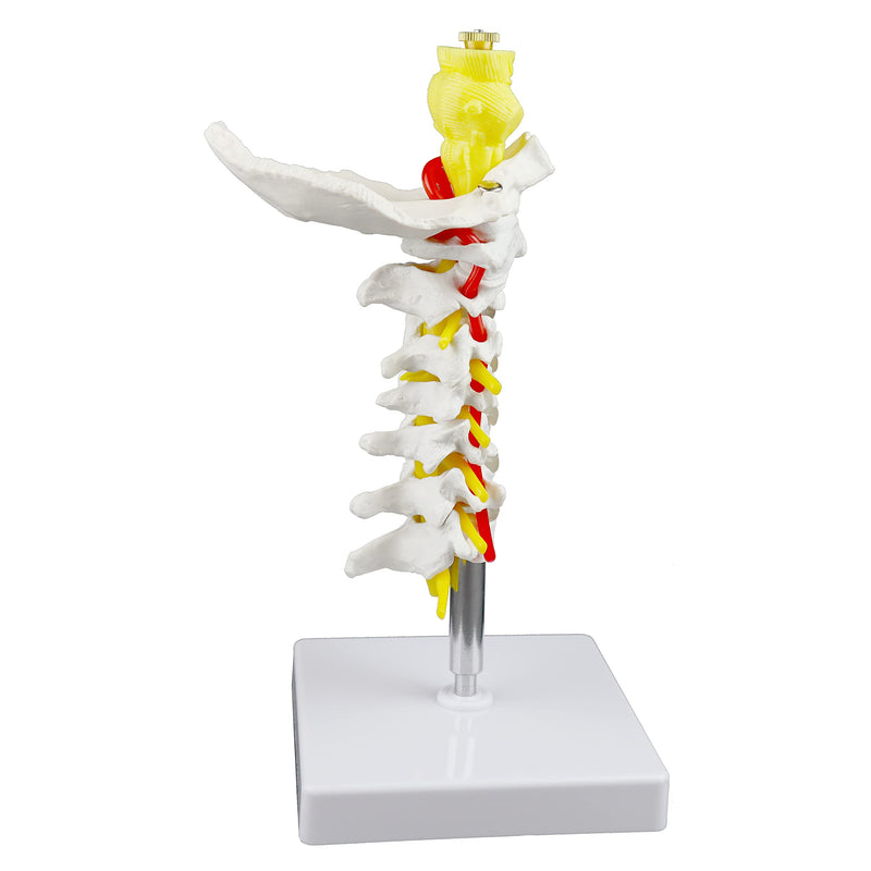 Parco Scientific PB00052 Cervical Spine with Nerves & Arteries Life-Size, Articulated, 7 Cervical Vertebrae, Intervertebral Discs, Occipital Bone, Spinal Cord, Paired Spinal Nerves & Vertebra