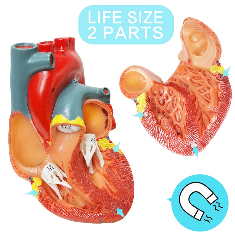 HADWYN Human Heart Model Life Size Medical Heart Model for Anatomy, 2 Part Heart Models Anatomy