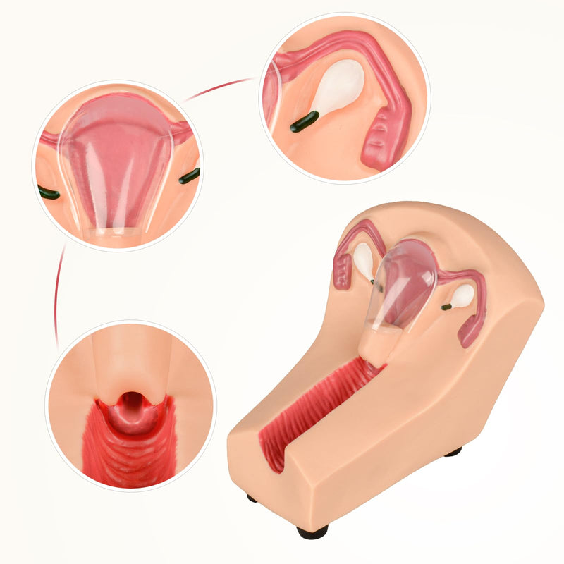 SimCoach Intrauterine Device Training Kit, IUD Training Model, Female Intrauterine Contraceptive Device Simulator Trainer