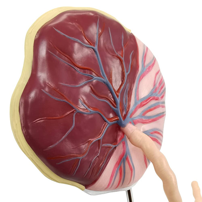 Placenta Umbilical Cord Anatomical Model, Life Size Umbilical Cord Placenta Model with Veins Arterial Embryo Tissue Structure for Obstetrics and Gynecology Teaching Tool with Base
