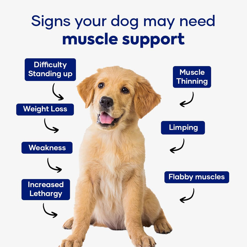 Muscle Formula for Dogs: with Shilajit Ashwagandha and Green Lipped Mussel | Glucosamine Chondroitin Hip and Joint Support | Muscle Strength and Mobility Pack of 1