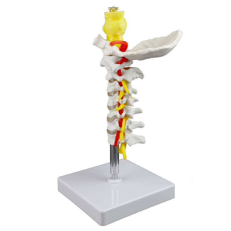 Parco Scientific PB00052 Cervical Spine with Nerves & Arteries Life-Size, Articulated, 7 Cervical Vertebrae, Intervertebral Discs, Occipital Bone, Spinal Cord, Paired Spinal Nerves & Vertebra