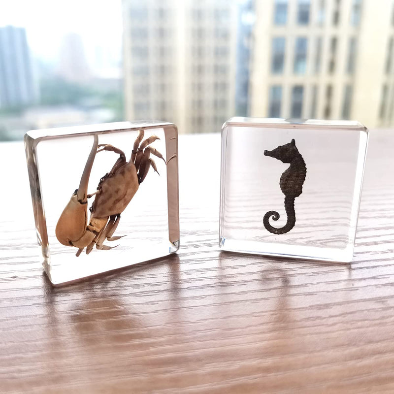 Insect Specimens Set, Fiddler Crab and Sea Horse Specimens in Resin, Animal Taxidermy Collection for Science Education & Desk Ornament (FBBJ-02) Fiddler Crab & Sea Horse