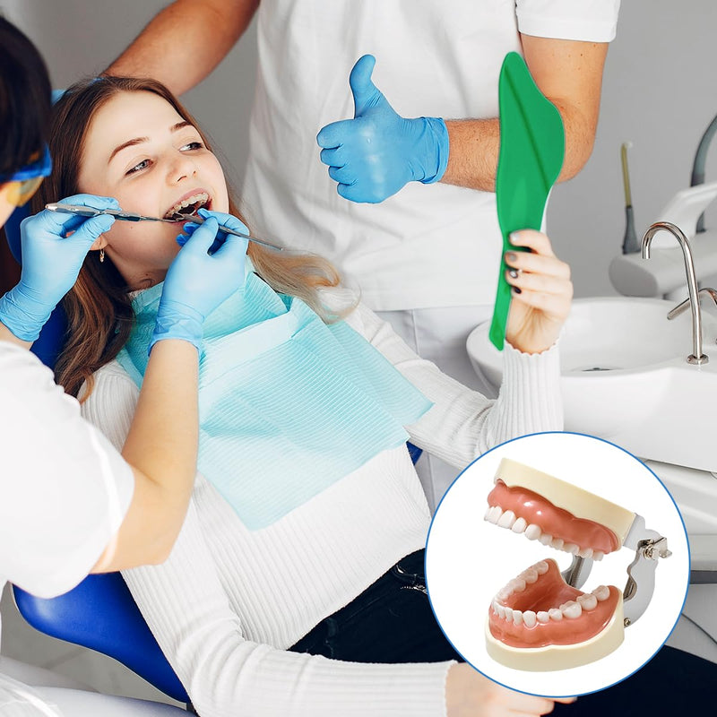 Dental Typodont Model with a Small Screwdriver, Dental Teeth Model with 32 Detachable Teeth for Dental Hygiene Students, Suitable for Teaching, Practice and Study