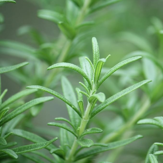 Rosemary Cineol 10ml Incent Essential Oil Essential Oil - NewNest Australia