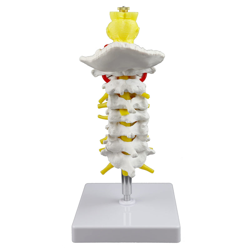 Parco Scientific PB00052 Cervical Spine with Nerves & Arteries Life-Size, Articulated, 7 Cervical Vertebrae, Intervertebral Discs, Occipital Bone, Spinal Cord, Paired Spinal Nerves & Vertebra