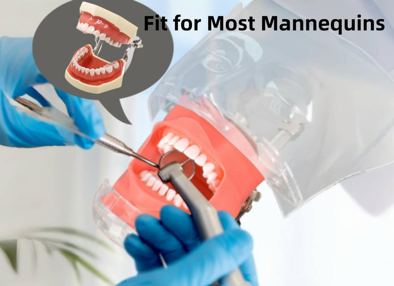 Typodont Teeth Model with Removable Teeth,Dental Tooth Model Suitable for Teaching, Practice and Study, with a Small Screwdriver and 28 spareteeth