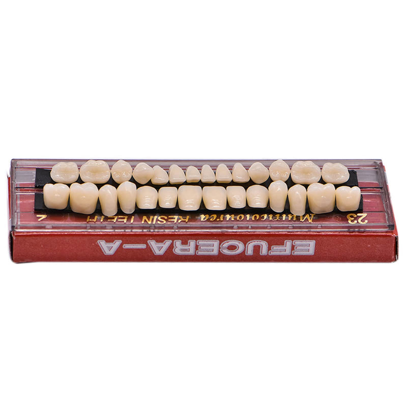 28Teeth Dental Synthetic Resin Tooth Denture Dentistry for Halloween Horror Teeth,Dental Education,Dental Teeth Teaching Model (23A3(1SET)) 23A3(1SET)