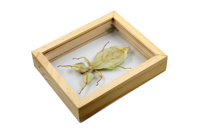 Real Exotic Leaf Insect Transparent Wings - Taxidermy Collection Framed in a 3D Clear Transparent Wooden Box as Pictured (Wood Color Frame)