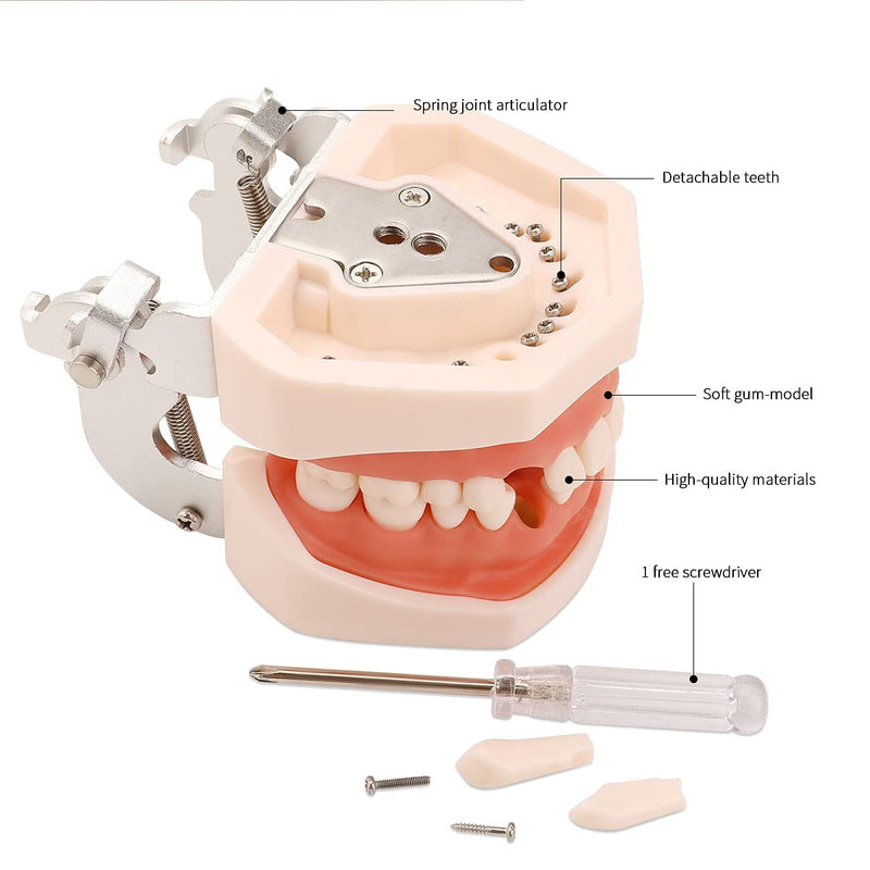 Typodont Teeth Model with Removable Teeth,Dental Tooth Model Suitable for Teaching, Practice and Study, with a Small Screwdriver and 28 spareteeth