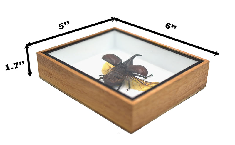REAL THAILAND'S FIGHTING BEETLES/RHINOCEROS BEETLE/XYLOTRUPES GIDEON INSECT TAXIDERMY SET IN SHADOW BOX / 3D WOODEN FRAME (WOODEN BOX) Wooden Box