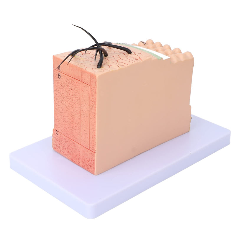 Skin Model, 35X Enlarged Skin Anatomical Model 3D Skin Layers Anatomy Model Human Skin Structure Anatomical Model for Science Classroom Study Display Teaching Model