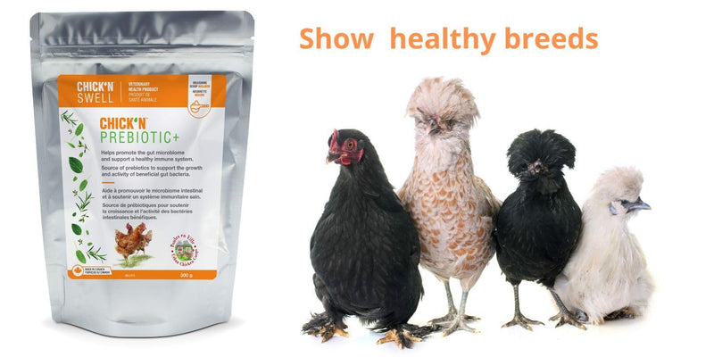 ChicK'N Swell Poultry Prebiotics from Chick'n Prebiotic+ | Supplement with Vitamins for Backyard Chickens and All Poultry of All ages-10.5 oz. - PawsPlanet Australia