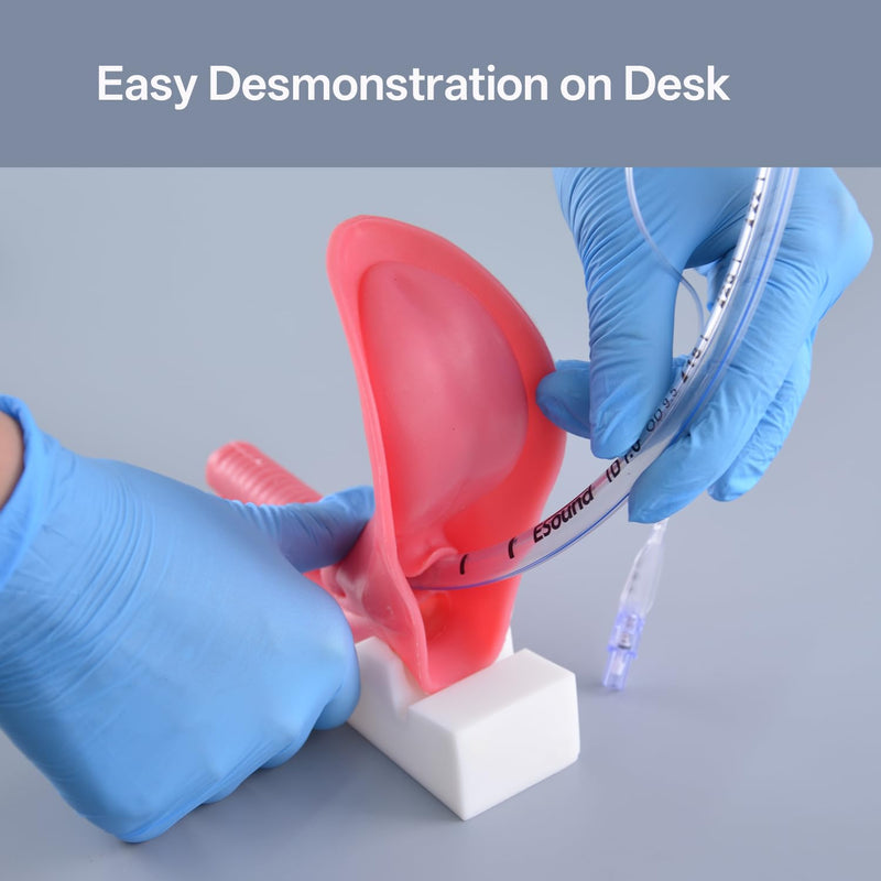 Silicone Endotracheal Intubation Human Model, Intubation Manikin Simulator with endotracheal Tube, Intubation Model for Science Education/Practice/Study