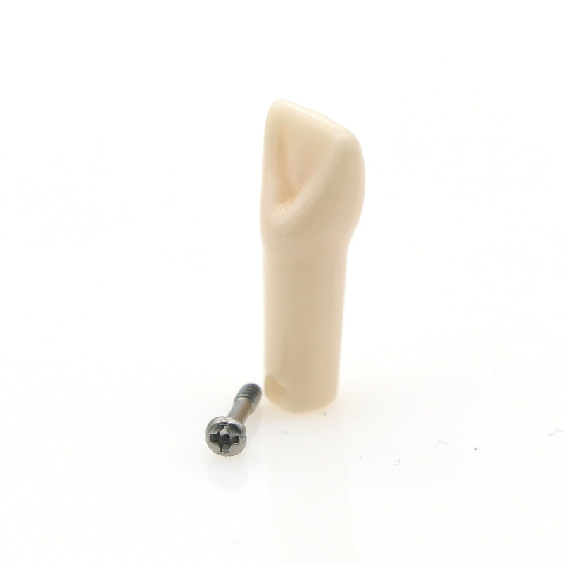 10pcs Dental Typodont Practice Teeth Study Model Individual Replacement Teeth Student Teaching Resin Filling Training Compatible Kilgore Nissin 200 Type (21#) 21#