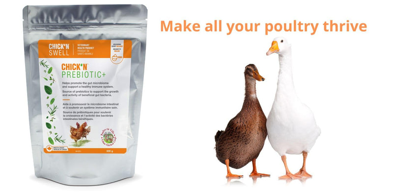 ChicK'N Swell Poultry Prebiotics from Chick'n Prebiotic+ | Supplement with Vitamins for Backyard Chickens and All Poultry of All ages-10.5 oz. - PawsPlanet Australia