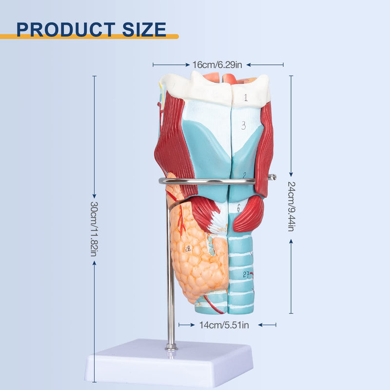 Healthible Human Larynx Model - 2X Anatomically Detachable Throat Model for Hospital Classroom