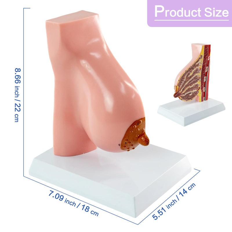 Lactating Breast Sagittal Section Model, Breast Anatomy Model Include Study Card, for Breast Surgeon
