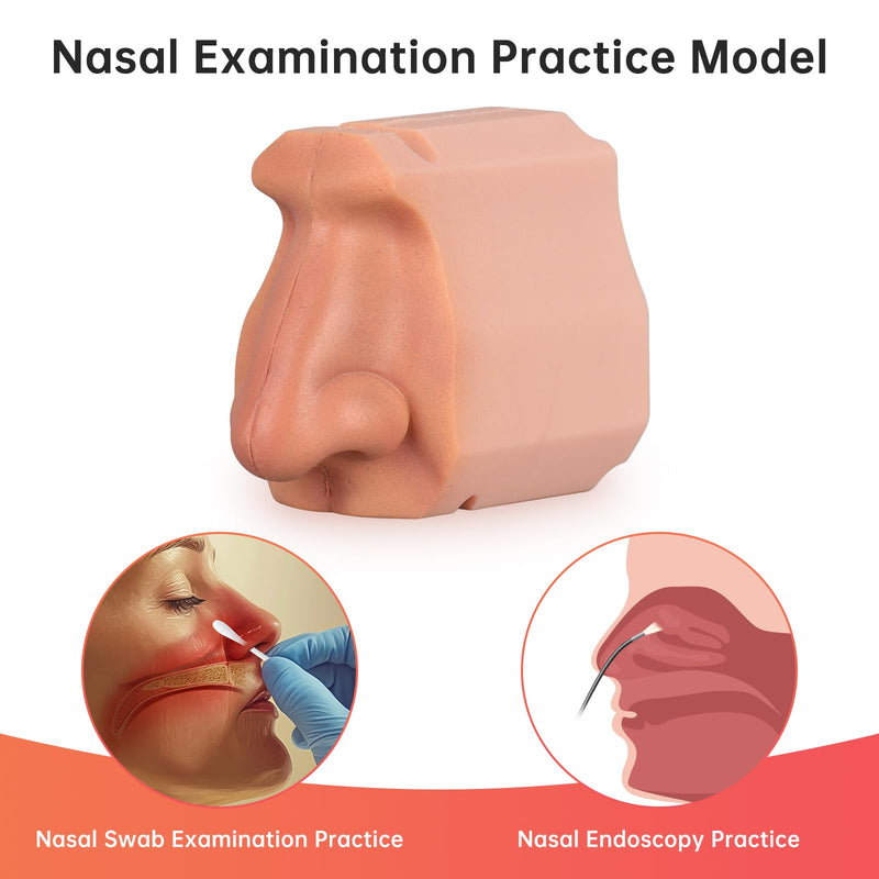 Ultrassist Human Nasal Cavity Anatomy Model - Anatomical Medical Model for Nasal Examination Practise, Human Nasal Model for Medical Teaching, Scientific Research and Display