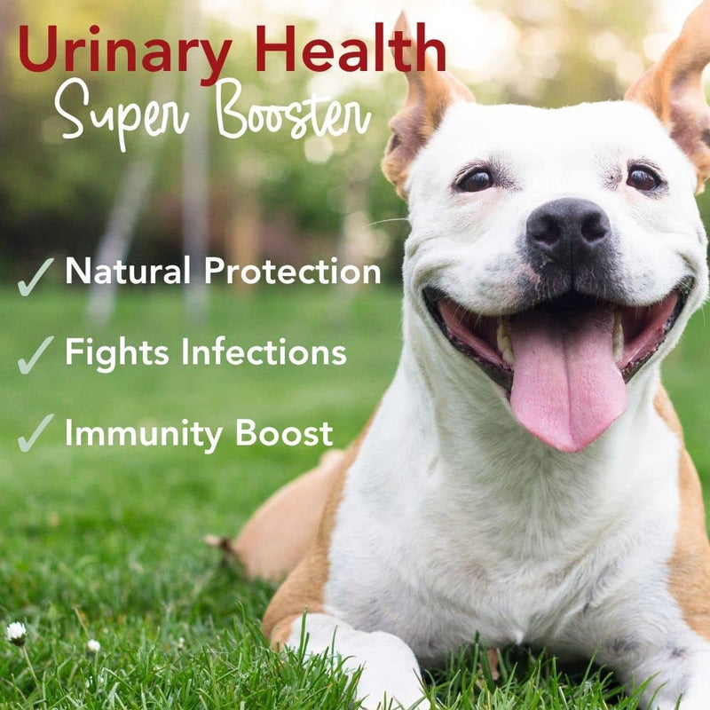 iHeartDogs Extra Strength Urinary, Bladder, & Kidney Support for Dogs – Cranberry, D-Mannose & Echinacea Helps Frequent UTIs, Strengthens Weak & Incontinent Bladder - PawsPlanet Australia