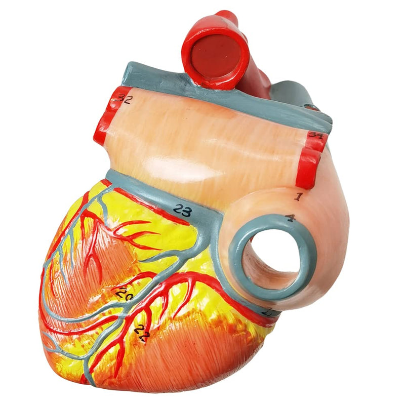HADWYN Human Heart Model Life Size Medical Heart Model for Anatomy, 2 Part Heart Models Anatomy