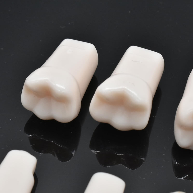 32pcs Removable Teeth Piece for Typodont Teeth Model Compatible with Kilgore Nissin for Teaching, Study