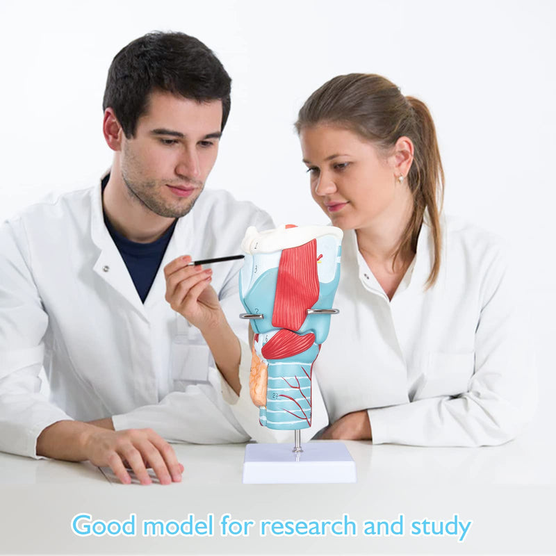 Larynx Model - Anatomically Accurate Throat Model 2X Enlarged Pharynx Model Scientific Anatomy Model of Human Larynx