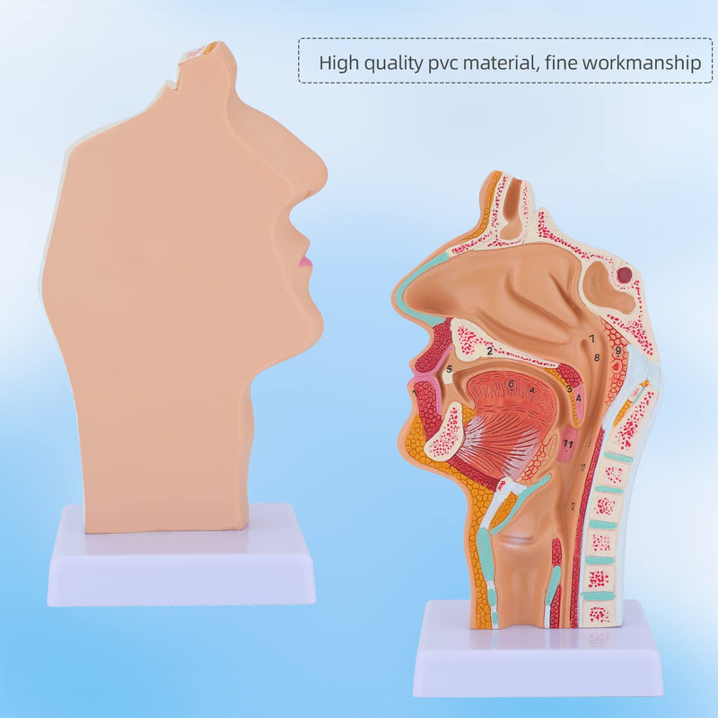 Nose Cavity Larynx Anatomy Model - Human Anatomical Nasal Cavity Throat Anatomy Medical Model for Teaching and Studying