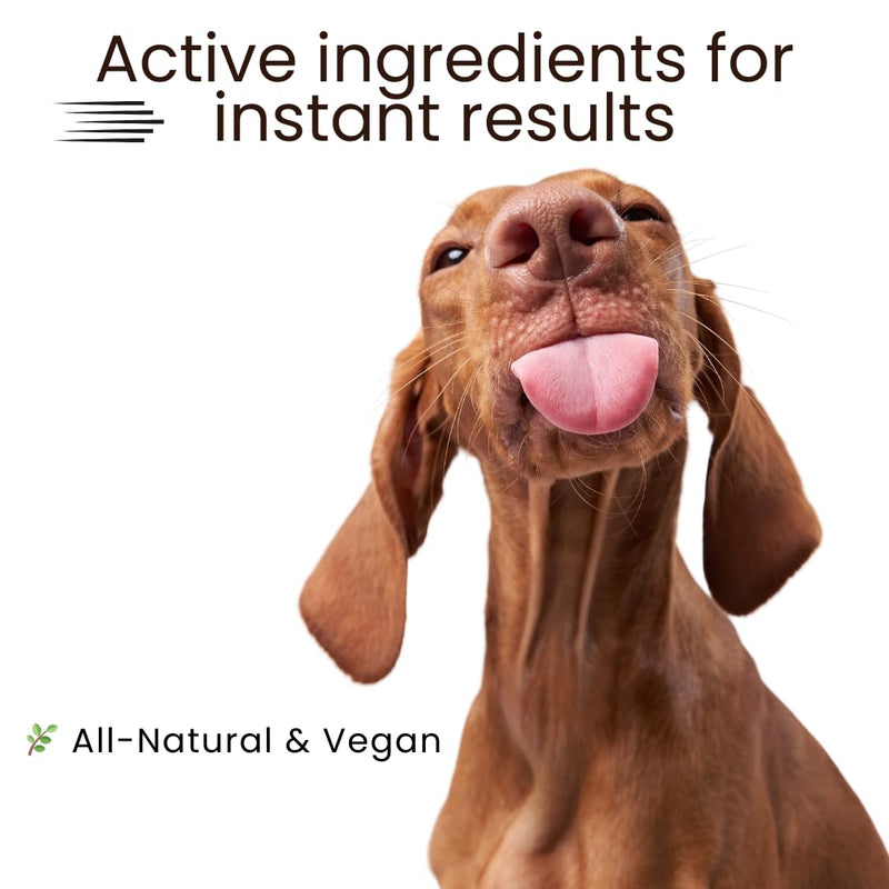 Exfoliating Dead Sea Salt & Coconut Oil Dog Scrub - Deep-Cleansing, Anti-Itch, Moisturizing with Oatmeal & Essential Oils - PawsPlanet Australia