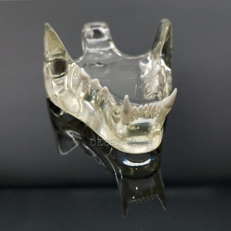 Transparent Cat Teeth Model Animals Oral Tooth Jaw for Veterinary Education Study Demo Decoration