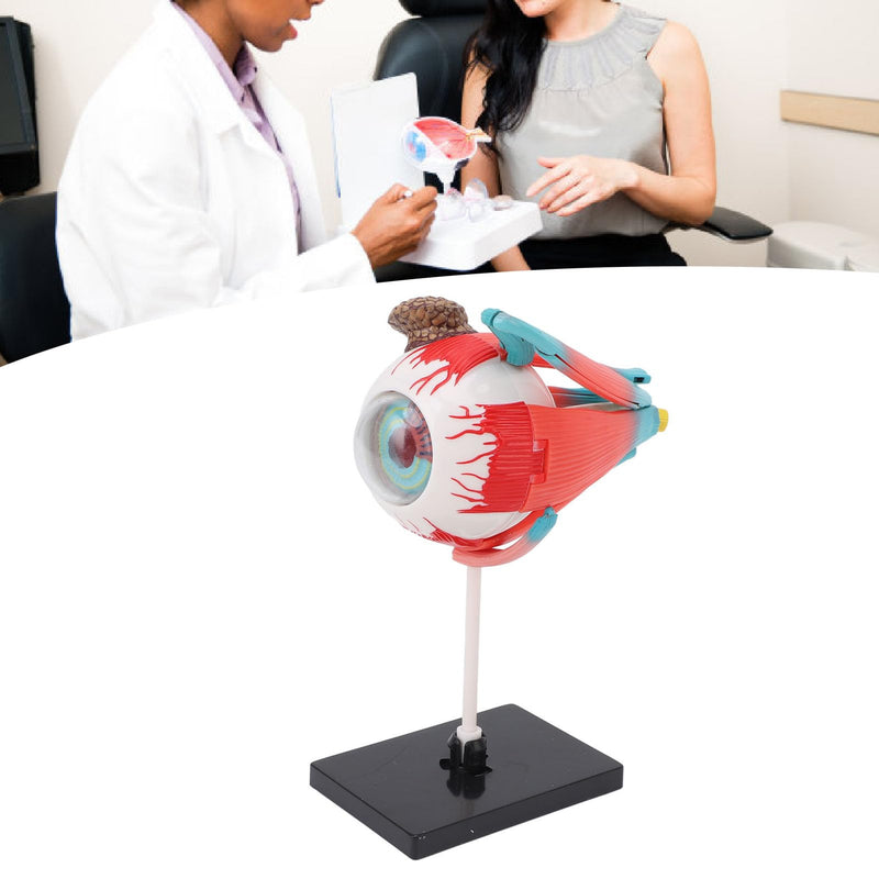 ZJchao Human Eye Anatomical Model with 16 Detachable Parts - Science Teaching Eyeball Model for Education & Display