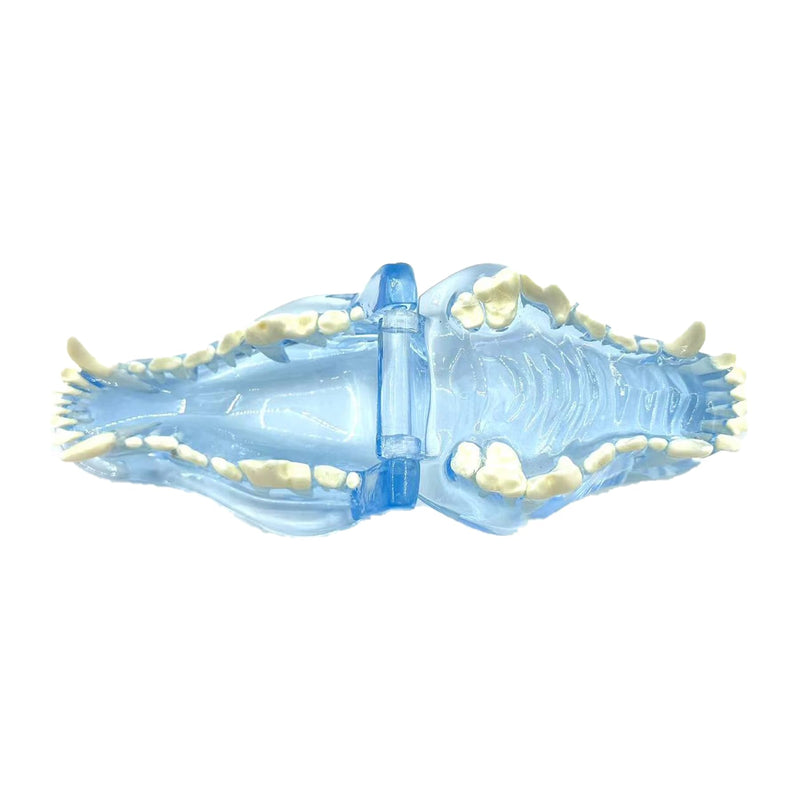 Blue Transparent Canine Feline Dog Cat Tooth Model Veterinary Education Tool for Animal Oral Anatomy Research Demonstration Prop Office Decoration for Vet Clinics, Schools Lab (Dog)