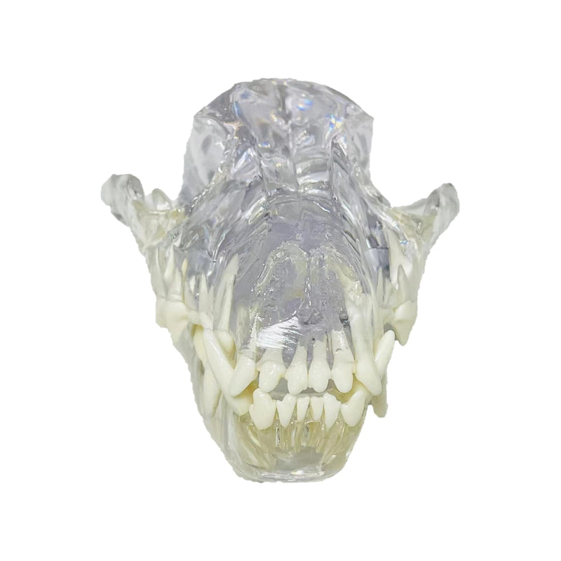 Transparent Canine Dog Cat Rabbit Teeth Skull Anatomical Model Dental Animals Oral Tooth Jaw For Veterinary Office Teaching Decoration Demonstrate (Dog Skull) Dog Skull