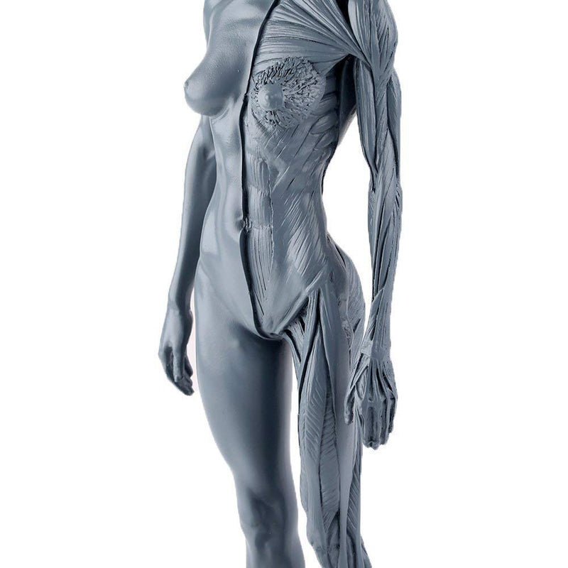 Dental New Female Anatomical Anatomy Skull Head Body Model Muscle Bone (30cm) Height