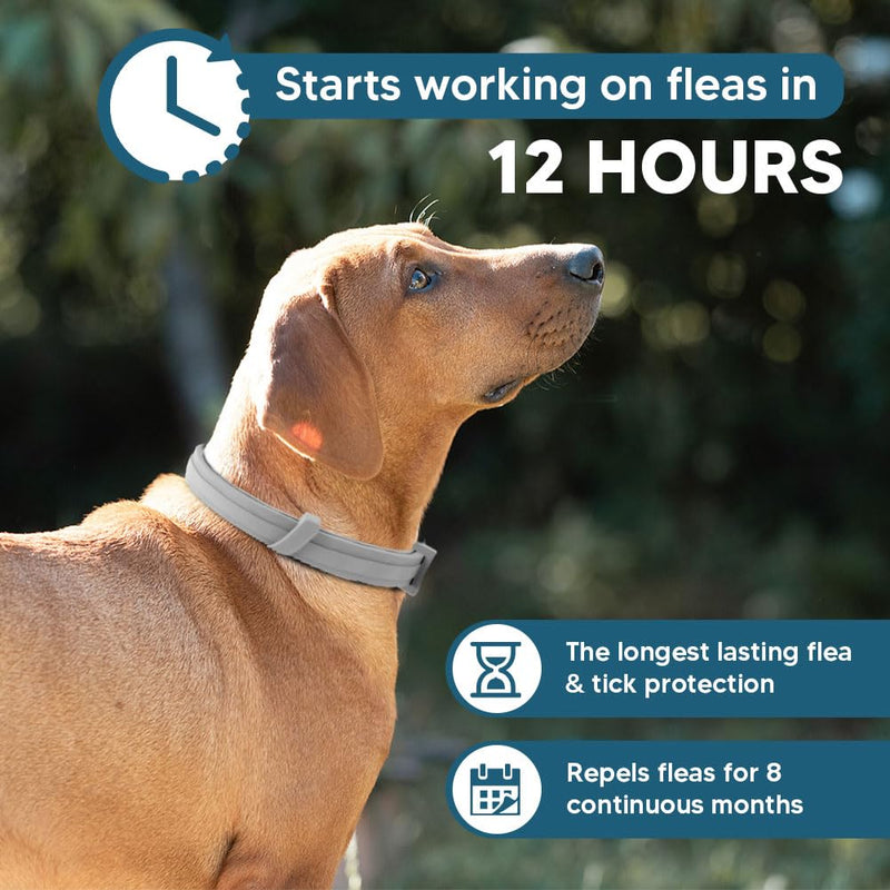 Dog Flea Collar, Flea Collars for Dogs, Natural Flea Tick Collar, 8 Months Protection, Adjustable Size, Easy to Use,2P