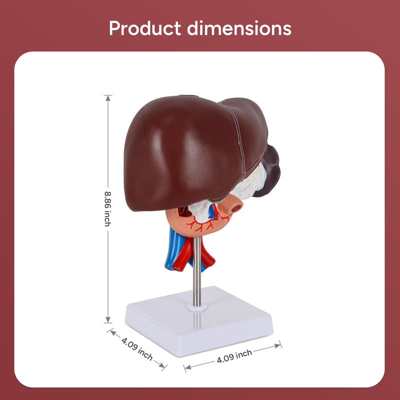 Human Liver Pancreas Duodenum Model,Life Size Anatomy Model for Medical Students Education Research and Teaching