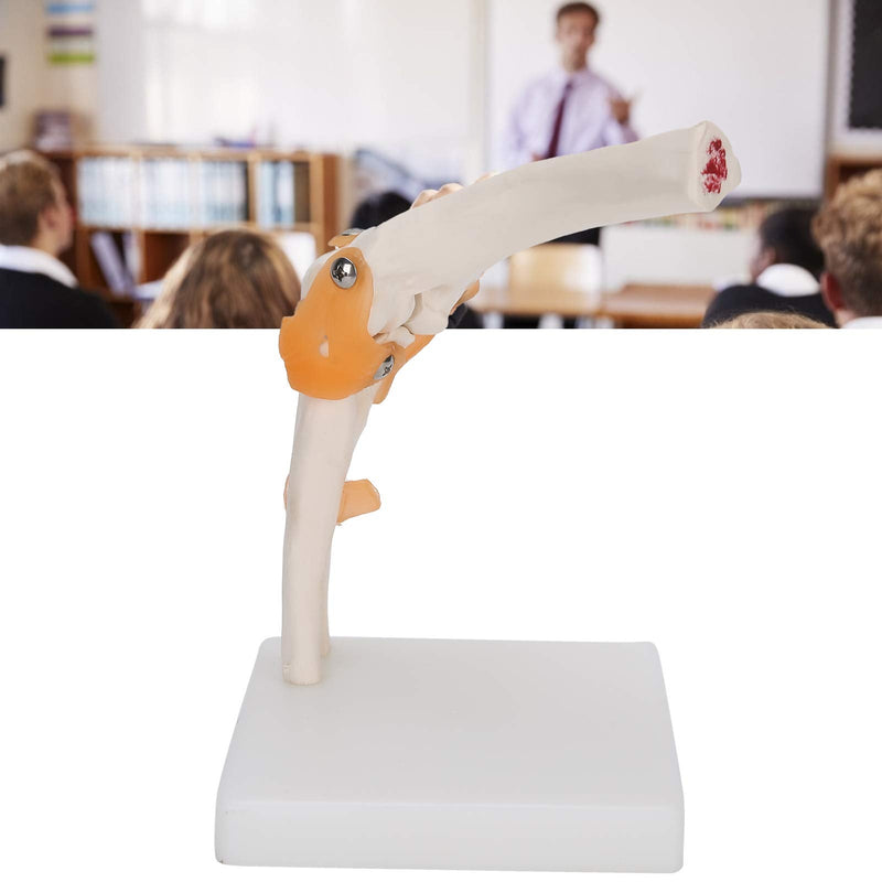 Elbow Joint Model, Elbow Joint Model Life Size Accurate Elbow Skeleton Model Boned Shoulder Joint Model for Study Display Teaching