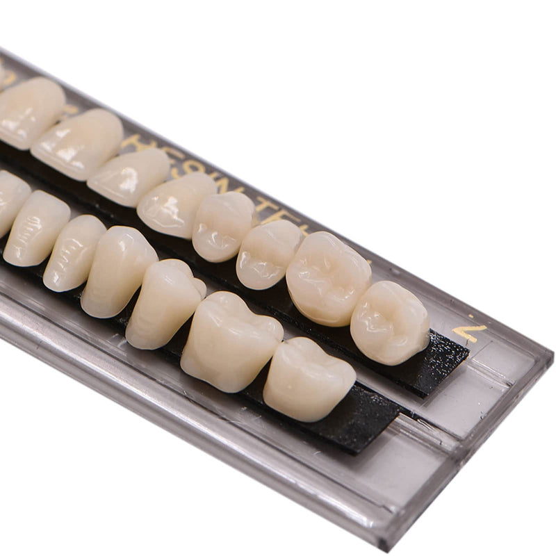 28Teeth Dental Synthetic Resin Tooth Denture Dentistry for Halloween Horror Teeth,Dental Education,Dental Teeth Teaching Model (23A3(1SET)) 23A3(1SET)