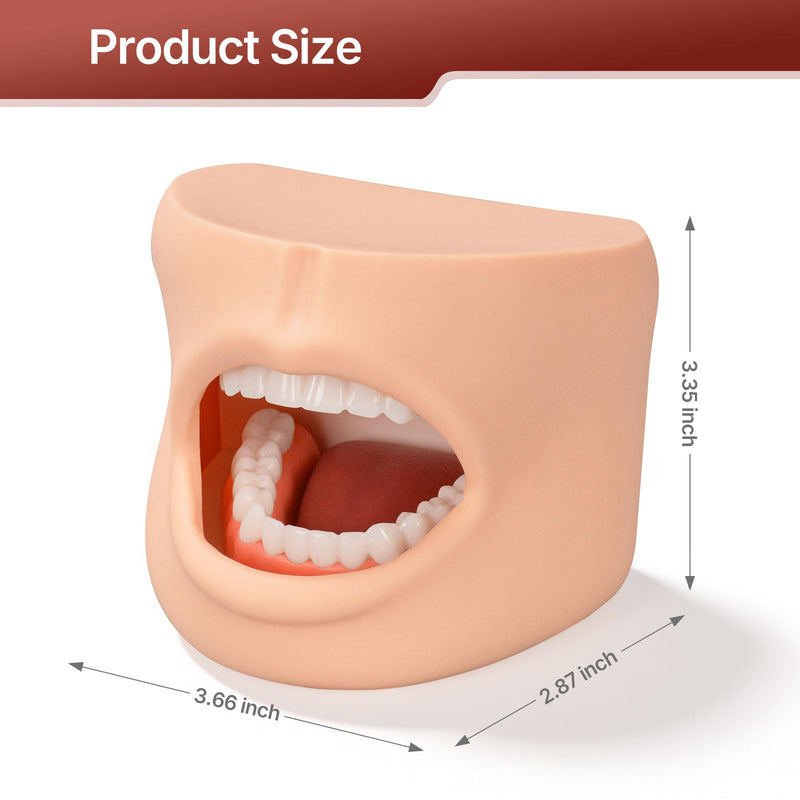 Teeth Model with Cheek Structure, Dental Typodont Teeth Model for Dental Care Demonstration, Tooth Model for Dental Education and Teaching