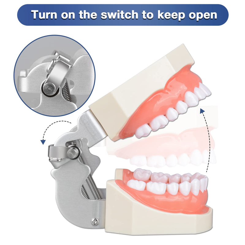 Ultrassist Typodont Teeth Model with 28 Detachable Teeth for Dental Hygiene Students, Suitable for Teaching, Practice and Study, with a Small Screwdriver